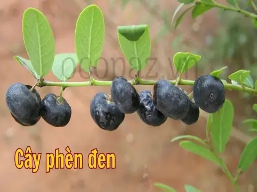 Phèn đen - Công dụng và cách sử dụng hiệu quả