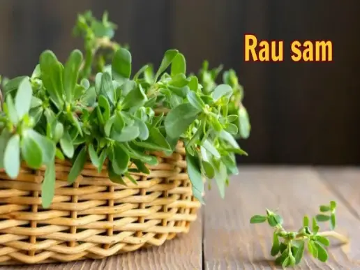 Rau sam - Rau dân dã với công dụng tuyệt vời