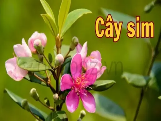 Cây sim - Tìm hiểu về đặc điểm và công dụng tuyệt vời