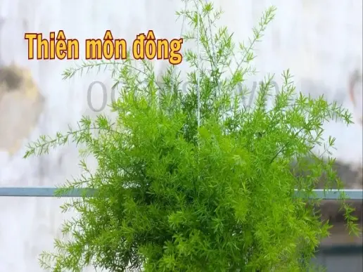 Công dụng và cách sử dụng cây thiên môn đông hiệu quả