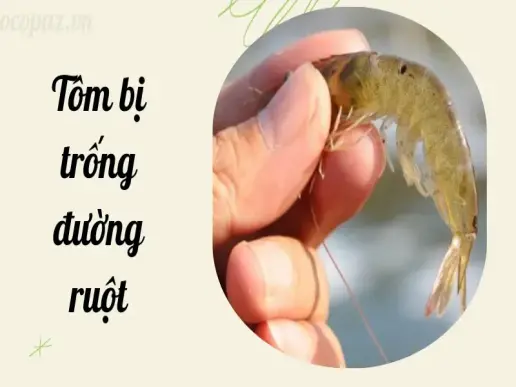 Lý do khiến tôm bị trống đường ruột và cách phòng ngừa