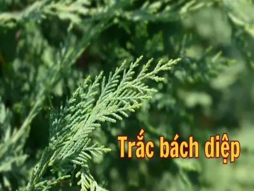 Trắc bách diệp - Công dụng và cách sử dụng