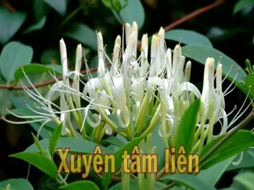 Xuyên tâm liên - Công dụng, cách dùng và lưu ý quan trọng