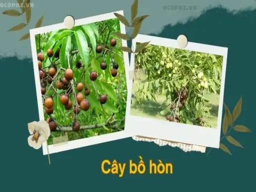 Cây bồ hòn - Công dụng và lợi ích tuyệt vời cho sức khỏe