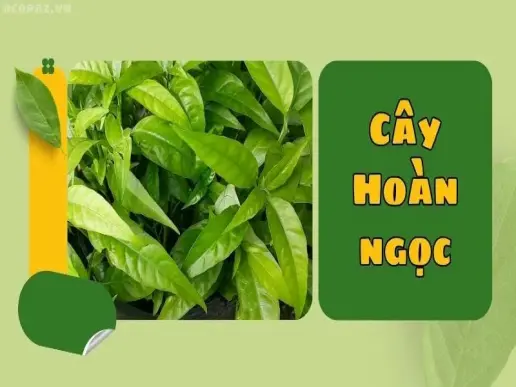 Khám phá cây hoàn ngọc - Thảo dược chữa bệnh tuyệt vời