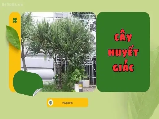 Cây huyết giác - Thảo dược quý chữa bệnh hiệu quả