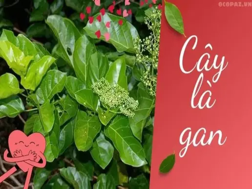 Cây lá gan - Giải pháp tự nhiên cho sức khỏe gan