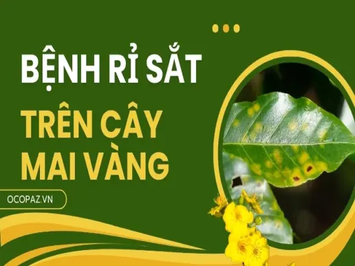 Cách xử lý cây mai vàng bị bệnh rỉ sắt đúng kỹ thuật