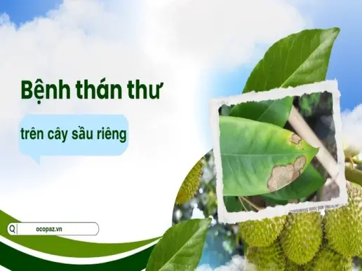 Biện pháp xử lý bệnh thán thư trên cây sầu riêng hiệu quả