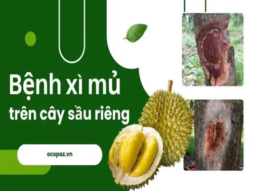 Điều trị bệnh xì mủ trên cây sầu riêng đúng cách nhất