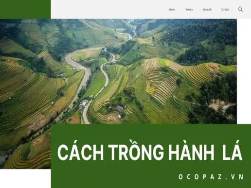 Bí quyết trồng hành lá xanh tốt thu hoạch nhanh chóng