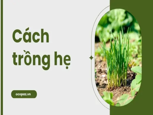 Hướng dẫn cách trồng hẹ chi tiết đơn giản cho mọi gia đình