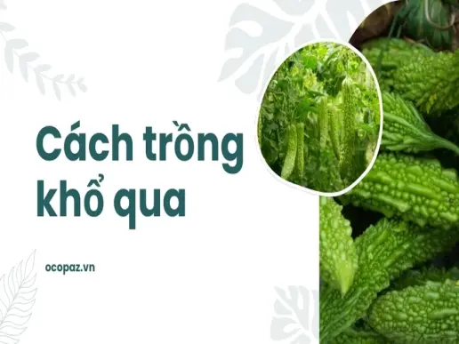 Hướng dẫn cách trồng khổ qua hiệu quả cao nhanh thu hoạch