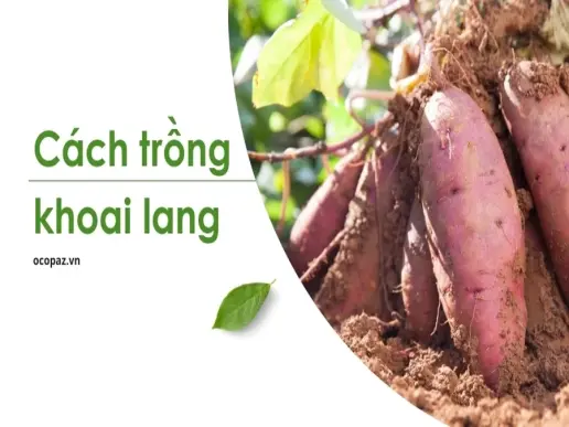 Cách trồng khoai lang đơn giản cho người mới bắt đầu