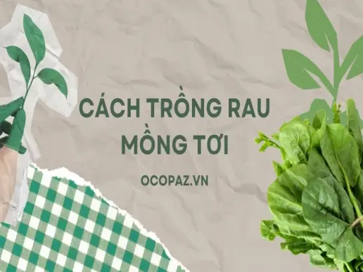 Bí quyết trồng mồng tơi xanh tốt quanh năm tại vườn nhà