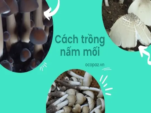 Kỹ thuật trồng nấm mối tại nhà tiết kiệm và hiệu quả