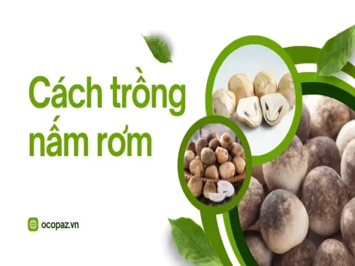 Hướng dẫn bí quyết trồng nấm rơm nhanh mọc và dễ chăm sóc