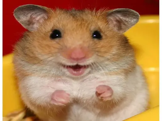 Khám phá hamster meme những khoảnh khắc hài hước đáng yêu