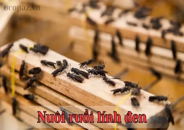 Cách nuôi ruồi lính đen hiệu quả tại nhà