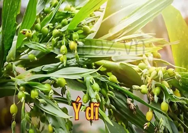 Tìm hiểu về cây ý dĩ và công dụng trong y học