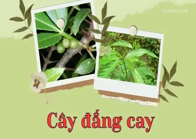 Tác dụng và cách sử dụng cây đắng cay tốt cho sức khỏe