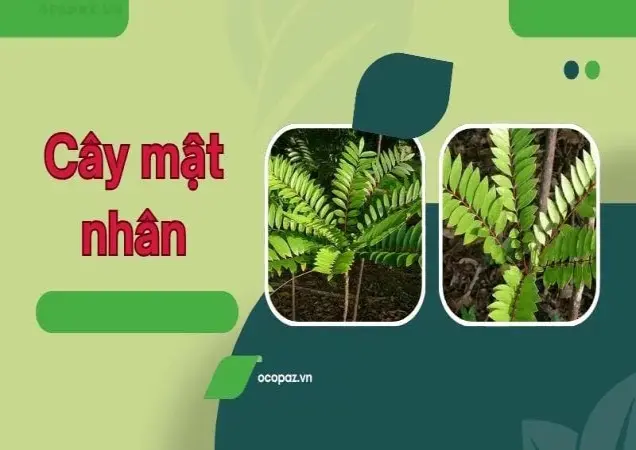 Mật nhân - Thảo dược quý chữa bệnh hiệu quả