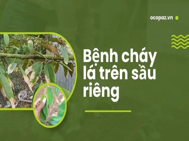 Hướng dẫn xử lý bệnh cháy lá trên cây sầu riêng nhanh chóng