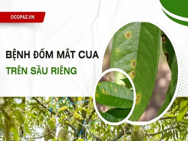 Phòng ngừa bệnh đốm mắt cua trên cây sầu riêng hiệu quả