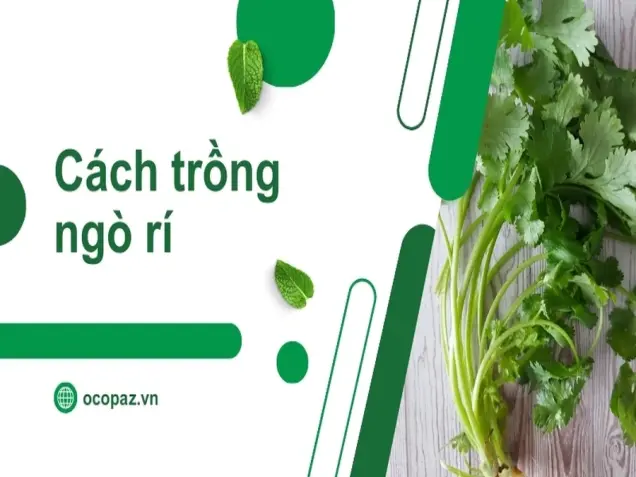 Những điều cần biết khi trồng ngò rí trong vườn nhà bạn