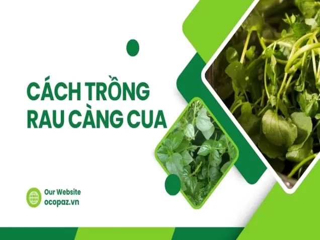 Hướng dẫn chi tiết cách trồng rau càng cua tại nhà hiệu quả