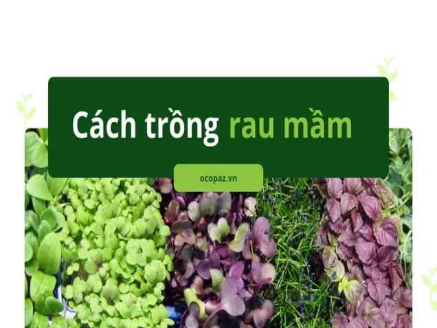 Hướng dẫn trồng rau mầm sạch nhanh và hiệu quả tại nhà