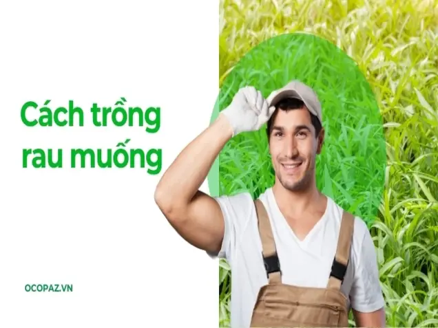 Hướng dẫn cách trồng rau muống xanh tốt thu hoạch quanh năm