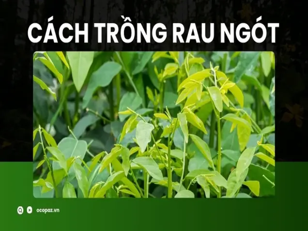 Cách trồng rau ngót tại nhà hiệu quả với các bước đơn giản