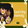 Cách trồng chanh dây tại nhà đơn giản cho trái quanh năm