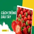 Hướng dẫn cách trồng dâu tây trong chậu cho năng suất cao