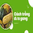 Cách trồng dưa gang cho quả to mọng nước dễ thực hiện