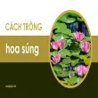 Hướng dẫn cách trồng hoa súng đẹp và nở hoa quanh năm