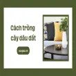 Cách trồng cây dâu đất cho năng suất cao trong vườn nhà