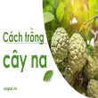 Hướng dẫn cách trồng cây na năng suất cao dễ dàng chăm sóc