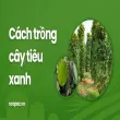 Trồng cây tiêu xanh đúng cách để đạt năng suất cao