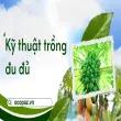 Kỹ thuật trồng đu đủ đạt năng suất cao cho nhà nông