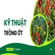 Kỹ thuật trồng ớt hiệu quả giúp cây phát triển nhanh chóng