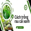 Hướng dẫn trồng rau cải xanh sạch ngay tại vườn nhà