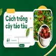 Hướng dẫn trồng và chăm sóc cây táo tàu đúng phương pháp