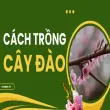 Kỹ thuật trồng cây đào tại nhà giúp cây phát triển tốt