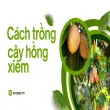 Hướng dẫn trồng cây hồng xiêm đúng cách giúp cây ra quả sai