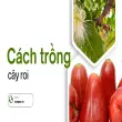 Cách trồng cây roi từ hạt và kỹ thuật chăm sóc đúng cách