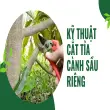 Bí quyết trồng sầu riêng cho năng suất cao nhất hiện nay!