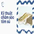Nuôi tôm sú hiệu quả, đạt năng suất cao dễ áp dụng tại nhà