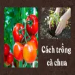Cách trồng cà chua bằng thùng xốp vẫn ra quả đều, sai trĩu
